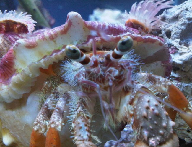 corals inverts - dardanus calidus - hermit crab stocking in 34 gallons tank - this is my sump boss corals inverts - dardanus calidus - hermit crab stocking in 34 gallons tank - this is my sump boss