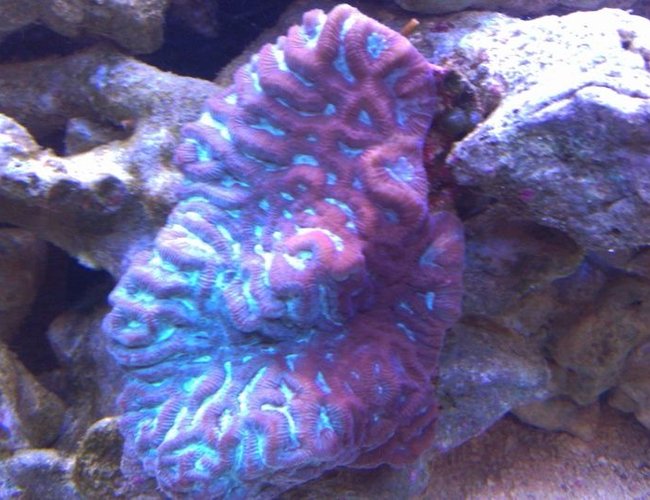 corals inverts - platygyra sp. - brain worm platygyra coral stocking in 72 gallons tank - Red/Green Brain Coral corals inverts - platygyra sp. - brain worm platygyra coral stocking in 72 gallons tank - Red/Green Brain Coral