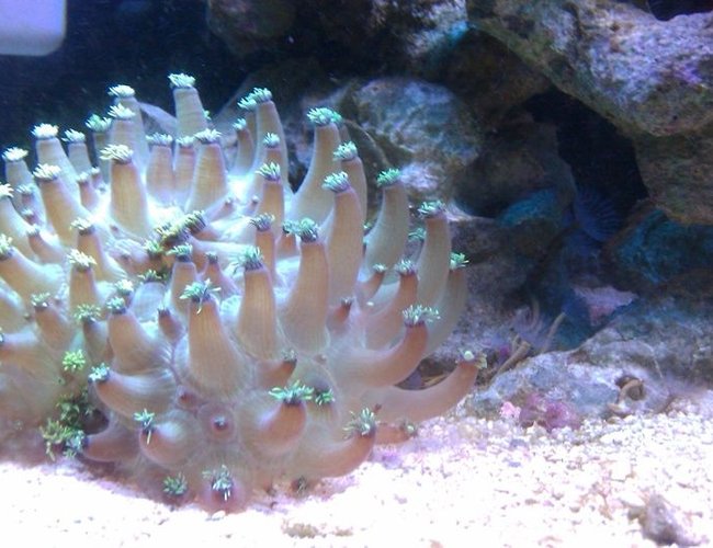 corals inverts - goniopora sp. - flower pot coral stocking in 72 gallons tank - This was a couple months ago, I came home to find this "flower pot" blown up like a softball, it has since went back to normal! So cool! corals inverts - goniopora sp. - flower pot coral stocking in 72 gallons tank - This was a couple months ago, I came home to find this "flower pot" blown up like a softball, it has since went back to normal! So cool!