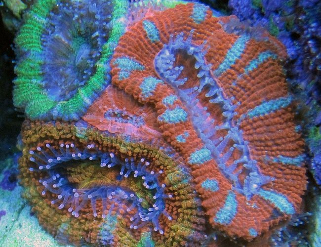 corals inverts - acanthastrea lordhowensis - lordhowensis coral stocking in 240 gallons tank - Various Acans corals inverts - acanthastrea lordhowensis - lordhowensis coral stocking in 240 gallons tank - Various Acans