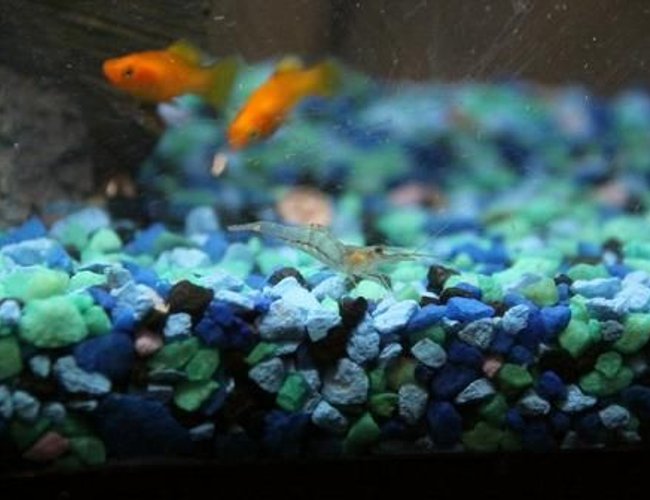 corals inverts - paleomonetes sp. - ghost shrimp stocking in 35 gallons tank - Ghost Shrimp corals inverts - paleomonetes sp. - ghost shrimp stocking in 35 gallons tank - Ghost Shrimp