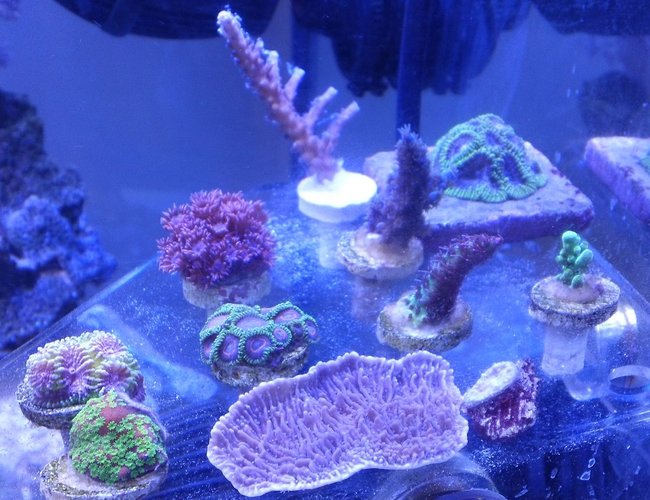 corals inverts - rhodactis indosinensis - hairy mushroom stocking in 75 gallons tank - idaho grape monti cap sunset montie lil princess favia red planet acro unknown blue acro tiny natalies southern star 1st audition chalice red gonipora blue mouths spell binder favia green tort blue bottle brush pink palys green skirt corals inverts - rhodactis indosinensis - hairy mushroom stocking in 75 gallons tank - idaho grape monti cap sunset montie lil princess favia red planet acro unknown blue acro tiny natalies southern star 1st audition chalice red gonipora blue mouths spell binder favia green tort blue bottle brush pink palys green skirt