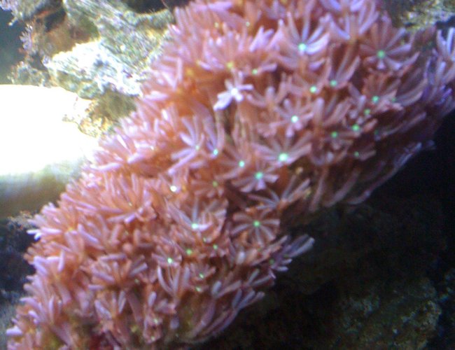 corals inverts - tubipora musica - pipe organ coral stocking in 29 gallons tank - Daisy Polyps corals inverts - tubipora musica - pipe organ coral stocking in 29 gallons tank - Daisy Polyps