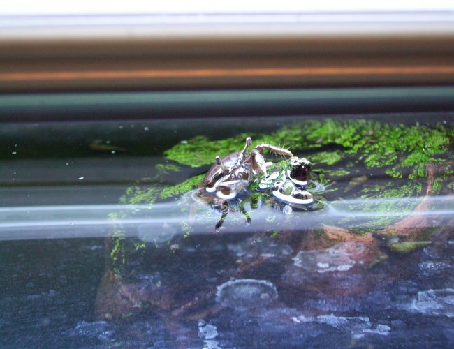 corals inverts - dardanus calidus - hermit crab stocking in 55 gallons tank - Crab Surfacing corals inverts - dardanus calidus - hermit crab stocking in 55 gallons tank - Crab Surfacing