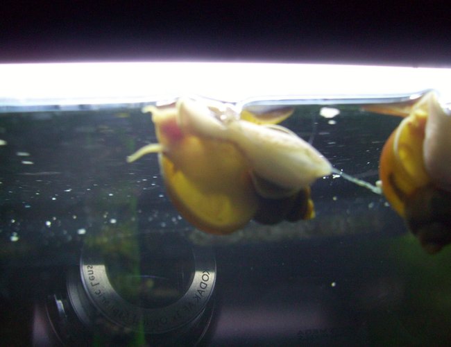 corals inverts - pomacea bridgesii - golden apple snail stocking in 55 gallons tank - Gold Mystery Snail corals inverts - pomacea bridgesii - golden apple snail stocking in 55 gallons tank - Gold Mystery Snail