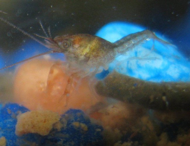 corals inverts - cherax sp. - sunburst fire lobster stocking in 40 gallons tank - my lobster pic before was the eggs now its is a baby.. took many trys3 or 4 days old corals inverts - cherax sp. - sunburst fire lobster stocking in 40 gallons tank - my lobster pic before was the eggs now its is a baby.. took many trys3 or 4 days old
