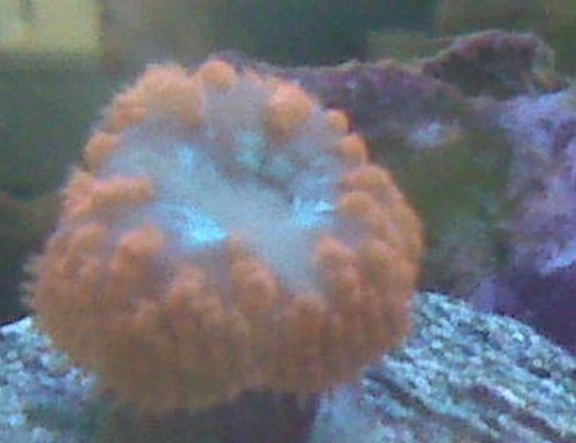 corals inverts - cynarina lacrymalis - button coral, cynarina stocking in 90 gallons tank - bright orange corals inverts - cynarina lacrymalis - button coral, cynarina stocking in 90 gallons tank - bright orange
