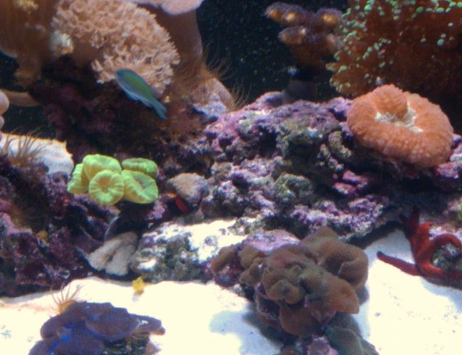 corals inverts - parascolymia vitiensis - button coral, parascolymia stocking in 29 gallons tank - 29GAL BioCube HQI corals inverts - parascolymia vitiensis - button coral, parascolymia stocking in 29 gallons tank - 29GAL BioCube HQI