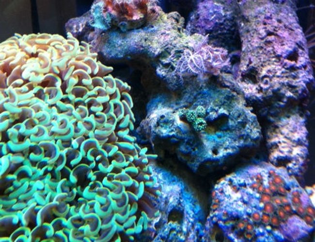 corals inverts - euphyllia ancora - hammer / anchor coral stocking in 56 gallons tank - Misc. corals inverts - euphyllia ancora - hammer / anchor coral stocking in 56 gallons tank - Misc.