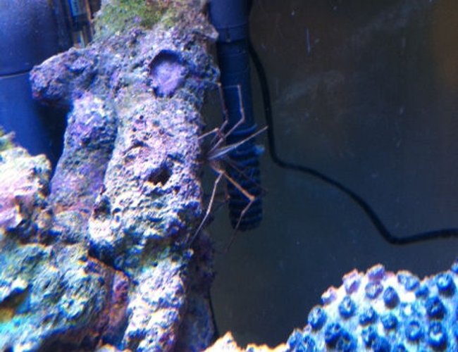 corals inverts - stenorhynchus seticornis - arrow crab stocking in 56 gallons tank - Arrow Crab corals inverts - stenorhynchus seticornis - arrow crab stocking in 56 gallons tank - Arrow Crab