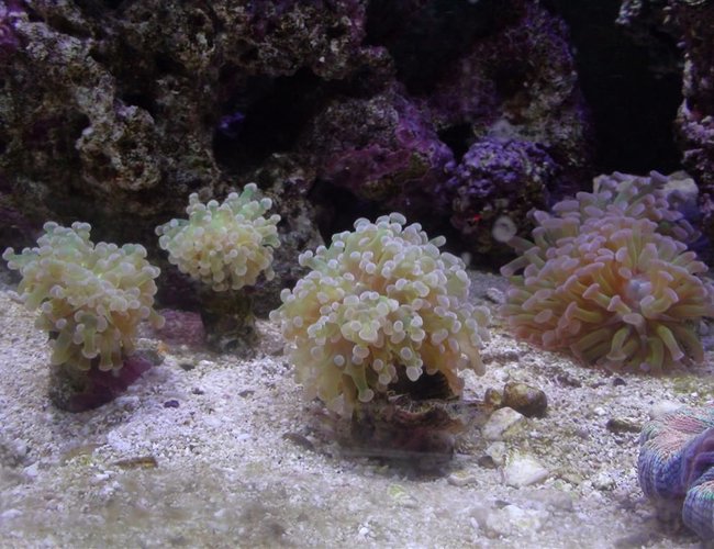 corals inverts - euphyllia paradivisa - frogspawn coral - branched stocking in 150 gallons tank - Frogspawn coral colony corals inverts - euphyllia paradivisa - frogspawn coral - branched stocking in 150 gallons tank - Frogspawn coral colony