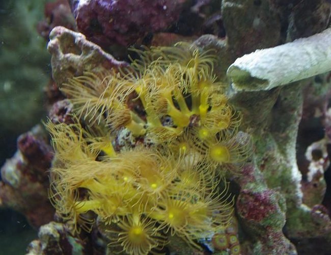 corals inverts - undescribed zoanthid - colony polyp, yellow stocking in 55 gallons tank - this is my 1 yellow star polyp colony the inflow from my sump is being partially pushed threw the tube like structure made by a large feather duster looks really cool creates amazing water movement corals inverts - undescribed zoanthid - colony polyp, yellow stocking in 55 gallons tank - this is my 1 yellow star polyp colony the inflow from my sump is being partially pushed threw the tube like structure made by a large feather duster looks really cool creates amazing water movement