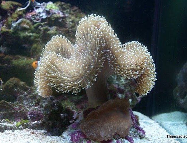 corals inverts - sarcophyton sp. - toadstool mushroom leather coral stocking in 66 gallons tank - Toadstool leather and cabbage leather together on a rock corals inverts - sarcophyton sp. - toadstool mushroom leather coral stocking in 66 gallons tank - Toadstool leather and cabbage leather together on a rock
