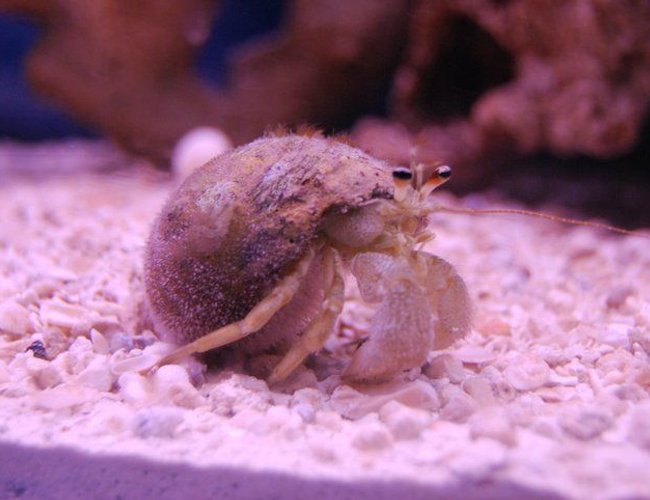 corals inverts - dardanus calidus - hermit crab stocking in 55 gallons tank - I don't exactly know what kind of hermit crab this is yet. I'm guessing an Albino White Hermit Crab. idk. corals inverts - dardanus calidus - hermit crab stocking in 55 gallons tank - I don't exactly know what kind of hermit crab this is yet. I'm guessing an Albino White Hermit Crab. idk.