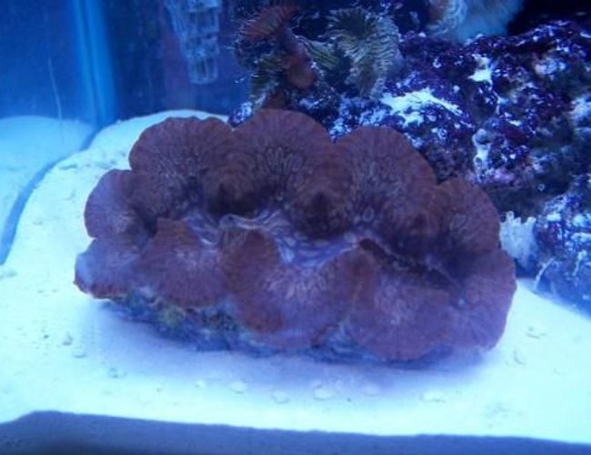 corals inverts - tridacna maxima - maxima clam stocking in 55 gallons tank - my maxima clam. about 6 inches long. corals inverts - tridacna maxima - maxima clam stocking in 55 gallons tank - my maxima clam. about 6 inches long.