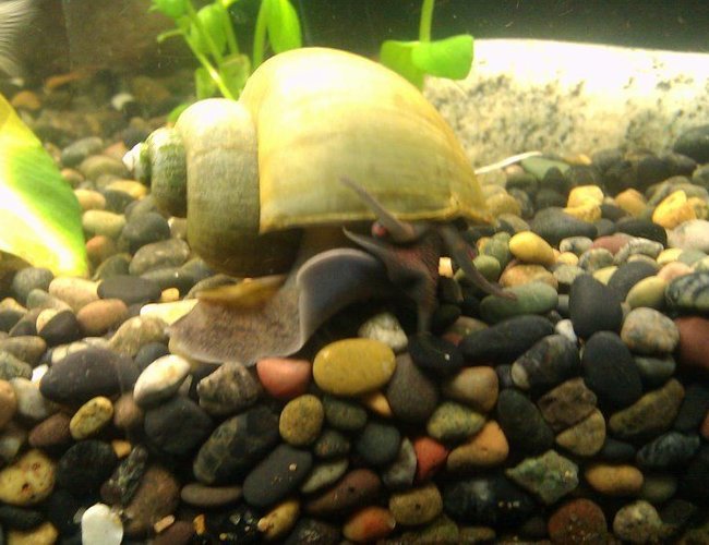 corals inverts - pomacea bridgesii - mystery snail stocking in 125 gallons tank - Mystery Snail corals inverts - pomacea bridgesii - mystery snail stocking in 125 gallons tank - Mystery Snail