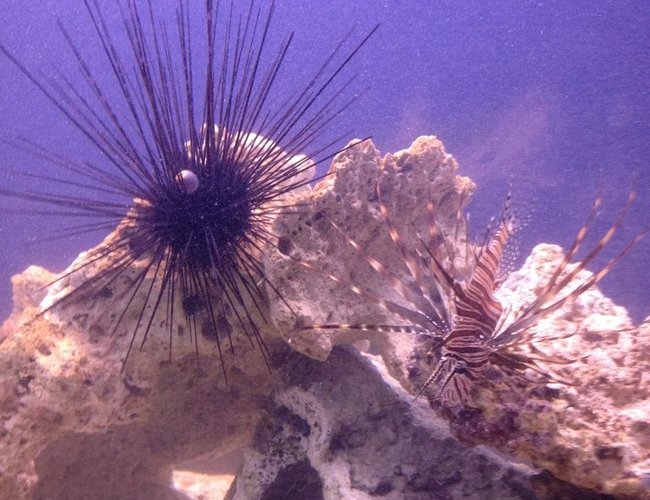 corals inverts - diadema setosum - longspine urchin, black stocking in 100 gallons tank - Long Spine Urchin,
Lionfish,
Koran Angel. corals inverts - diadema setosum - longspine urchin, black stocking in 100 gallons tank - Long Spine Urchin,
Lionfish,
Koran Angel.