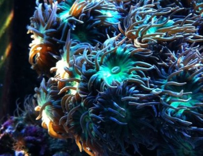 corals inverts - duncanopsammia axifuga - giant green polyp duncan stocking in 65 gallons tank - Duncan coral in the morning sunlight.
-Reefality corals inverts - duncanopsammia axifuga - giant green polyp duncan stocking in 65 gallons tank - Duncan coral in the morning sunlight.
-Reefality