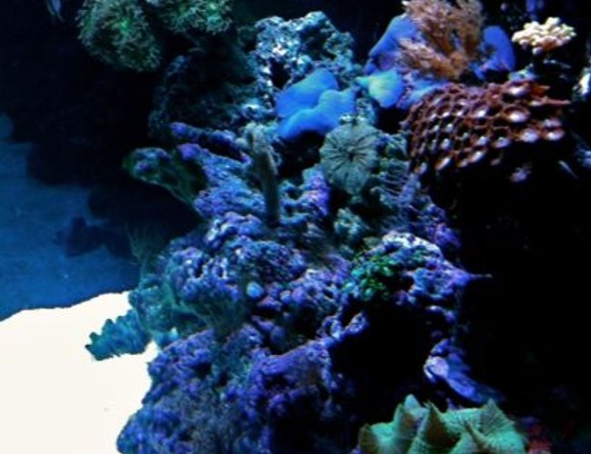 corals inverts - rhodactis sp. - green mushroom stocking in 65 gallons tank - All the corals are pictured from this angle. corals inverts - rhodactis sp. - green mushroom stocking in 65 gallons tank - All the corals are pictured from this angle.