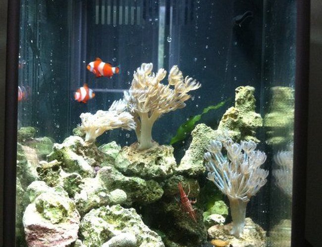 corals inverts - heteroxenia sp. - heteroxenia polyp stocking in 29 gallons tank - 2 gallon fluval corals inverts - heteroxenia sp. - heteroxenia polyp stocking in 29 gallons tank - 2 gallon fluval