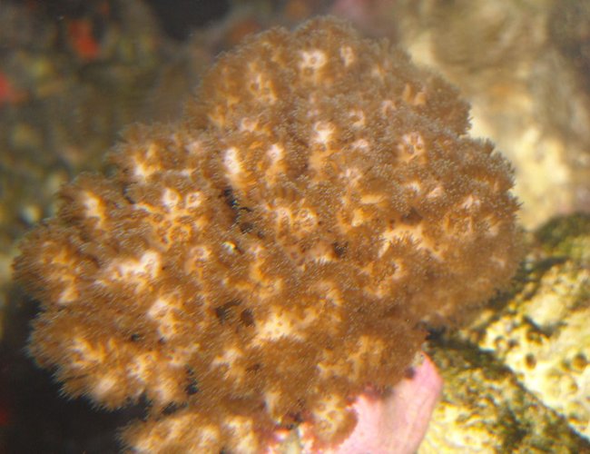 corals inverts - pocillopora - cauliflower coral stocking in 65 gallons tank - pocilipora corals inverts - pocillopora - cauliflower coral stocking in 65 gallons tank - pocilipora