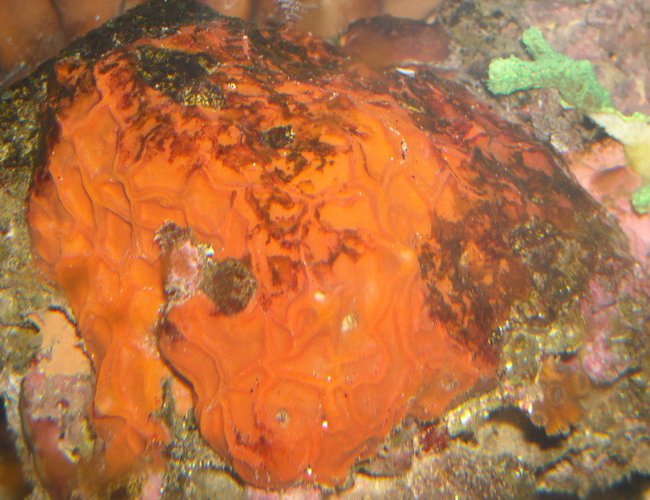 corals inverts - diploria labyrinthiformis - grooved brain coral stocking in 65 gallons tank - brain sponge florida corals inverts - diploria labyrinthiformis - grooved brain coral stocking in 65 gallons tank - brain sponge florida