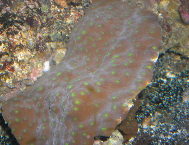 corals inverts - echinophyllia sp. - chalice coral stocking in 65 gallons tank - hollywood stunner chal corals inverts - echinophyllia sp. - chalice coral stocking in 65 gallons tank - hollywood stunner chal
