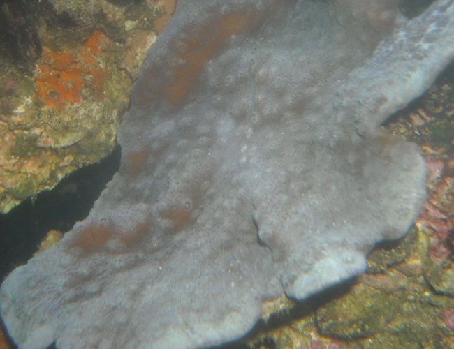 corals inverts - montipora capricornis stocking in 65 gallons tank - blue chal corals inverts - montipora capricornis stocking in 65 gallons tank - blue chal