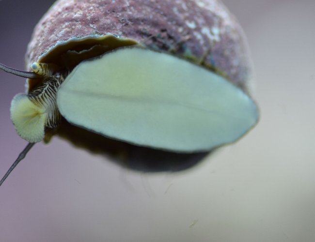 corals inverts - margarites pupillus - margarita snail stocking in 29 gallons tank - Margarita snail corals inverts - margarites pupillus - margarita snail stocking in 29 gallons tank - Margarita snail