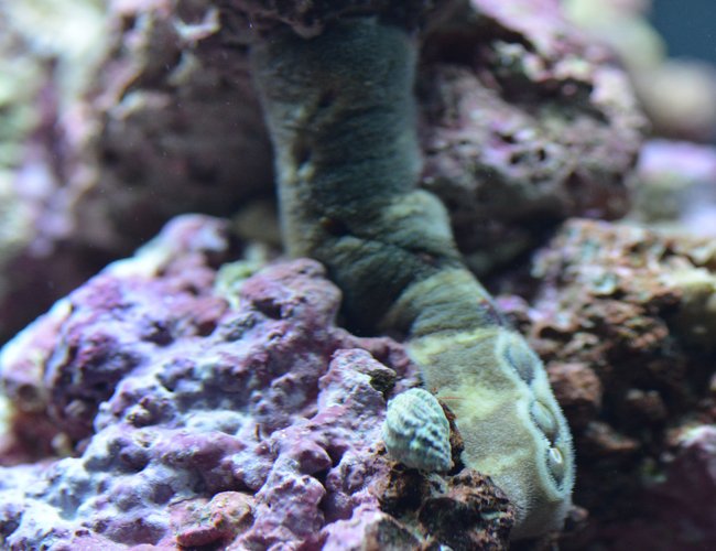 corals inverts stocking in 29 gallons tank - one of my 8 Chitons corals inverts stocking in 29 gallons tank - one of my 8 Chitons