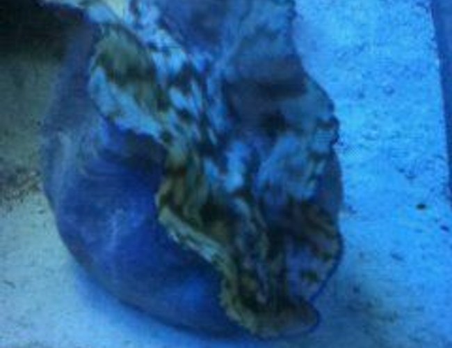 corals inverts - tridacna squamosa - squamosa clam stocking in 2 gallons tank - my clam corals inverts - tridacna squamosa - squamosa clam stocking in 2 gallons tank - my clam