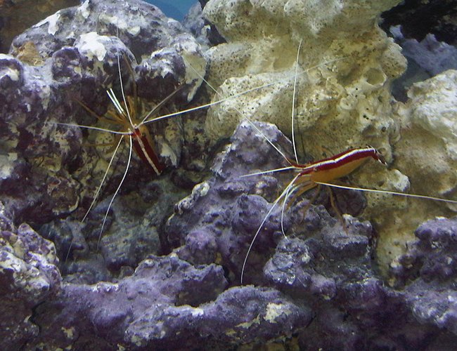 corals inverts - lysmata amboinensis - scarlet skunk cleaner shrimp stocking in 90 gallons tank - SCARLET CLEANER SHRIMP corals inverts - lysmata amboinensis - scarlet skunk cleaner shrimp stocking in 90 gallons tank - SCARLET CLEANER SHRIMP