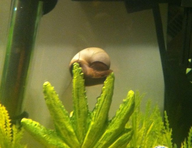 corals inverts - pomacea bridgesii - mystery snail stocking in 10 gallons tank - My Mystery Snail. His name is Gary as a reference to the Spongebob Squarepants tank theme. corals inverts - pomacea bridgesii - mystery snail stocking in 10 gallons tank - My Mystery Snail. His name is Gary as a reference to the Spongebob Squarepants tank theme.