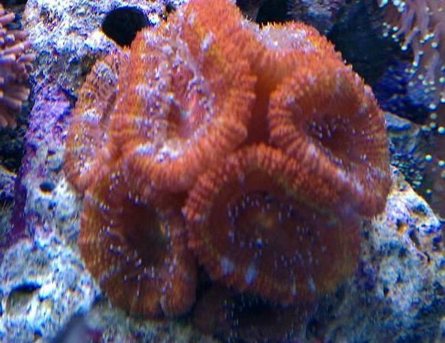 corals inverts - acanthastrea lordhowensis - acan stocking in 65 gallons tank - MULTI-HEAD RED ACAN corals inverts - acanthastrea lordhowensis - acan stocking in 65 gallons tank - MULTI-HEAD RED ACAN