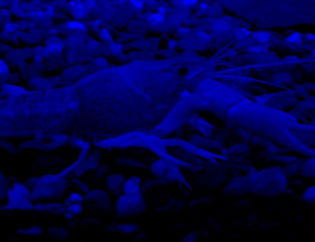 corals inverts - procambarus clarkii - hammers cobalt blue lobster stocking in 56 gallons tank - blue cray again corals inverts - procambarus clarkii - hammers cobalt blue lobster stocking in 56 gallons tank - blue cray again