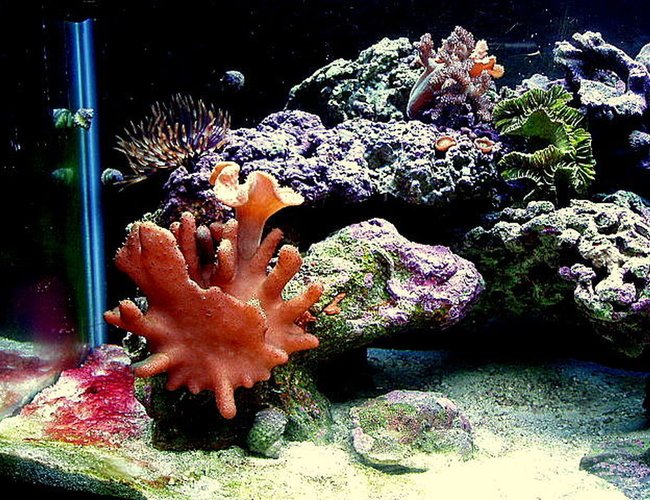 corals inverts - lobophytum sp. - devil's hand leather coral stocking in 30 gallons tank - Showing off my nice Leather coral corals inverts - lobophytum sp. - devil's hand leather coral stocking in 30 gallons tank - Showing off my nice Leather coral