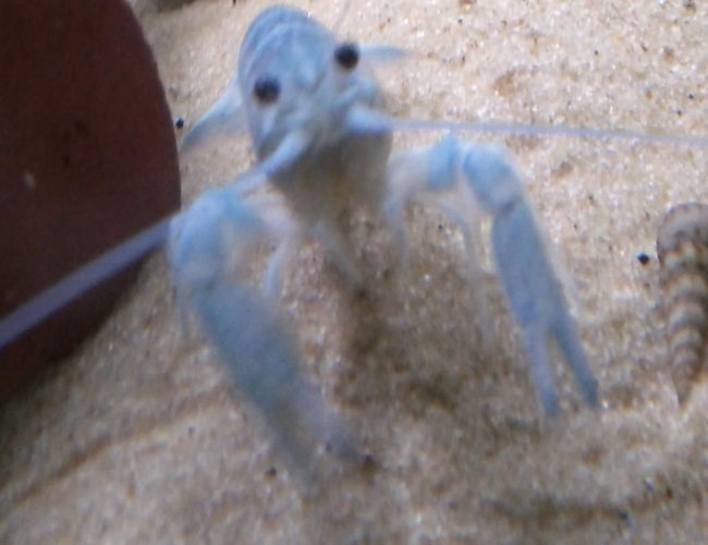 corals inverts - procambarus clarkii - hammers cobalt blue lobster - my baby blue lobster xD corals inverts - procambarus clarkii - hammers cobalt blue lobster - my baby blue lobster xD