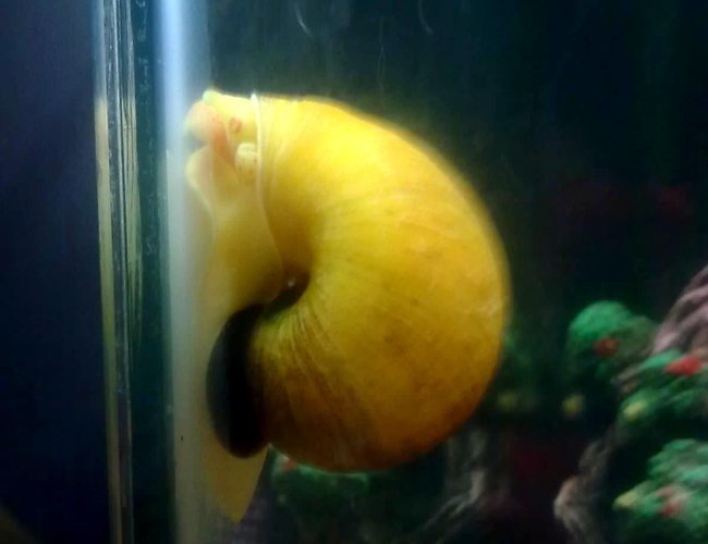 corals inverts - pomacea canaliculata - apple snail stocking in 30 gallons tank - apple snail in my freshwater tank corals inverts - pomacea canaliculata - apple snail stocking in 30 gallons tank - apple snail in my freshwater tank