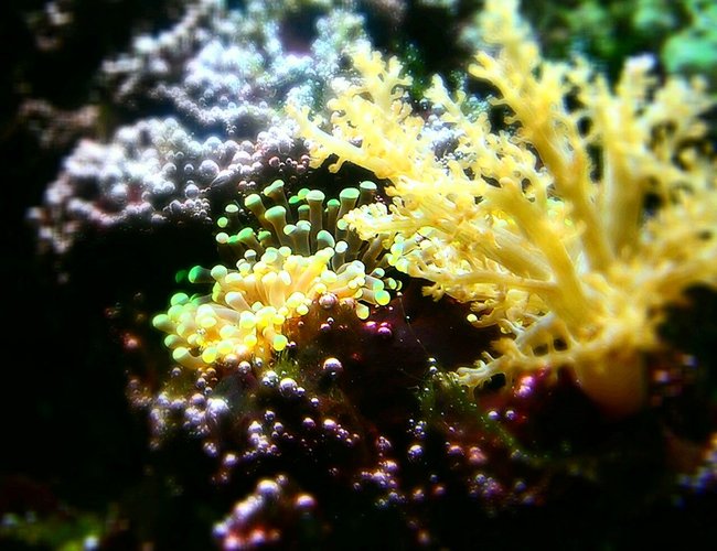 corals inverts - capnella sp. - taro tree coral stocking in 29 gallons tank - Older tank corals inverts - capnella sp. - taro tree coral stocking in 29 gallons tank - Older tank