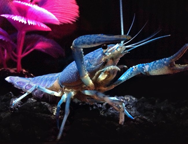 corals inverts stocking in 75 gallons tank - My new Hammers Cobalt Blue
"Lobster". My giant Oscar thinks he's a snack, so the lobster is in its own tank while I grow him a bit. corals inverts stocking in 75 gallons tank - My new Hammers Cobalt Blue
"Lobster". My giant Oscar thinks he's a snack, so the lobster is in its own tank while I grow him a bit.