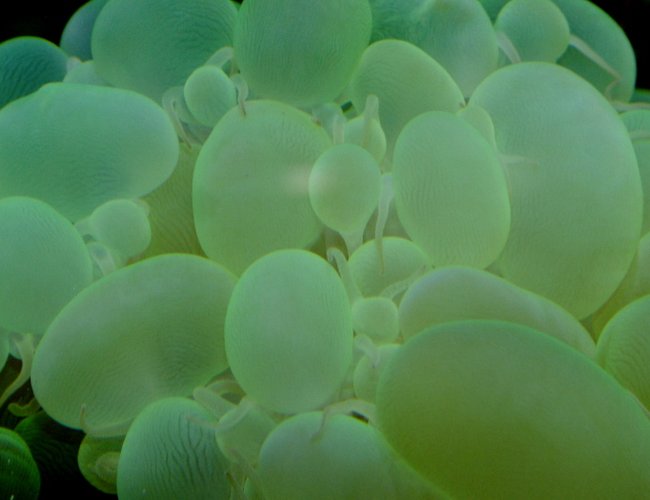 corals inverts - plerogyra sinuosa - bubble coral, white - Plerogyra- Bubble coral corals inverts - plerogyra sinuosa - bubble coral, white - Plerogyra- Bubble coral