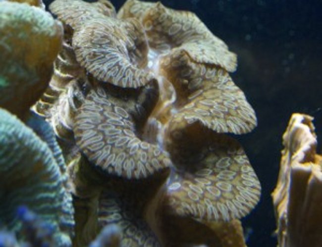 corals inverts - tridacna squamosa - squamosa clam stocking in 75 gallons tank - 6 corals inverts - tridacna squamosa - squamosa clam stocking in 75 gallons tank - 6