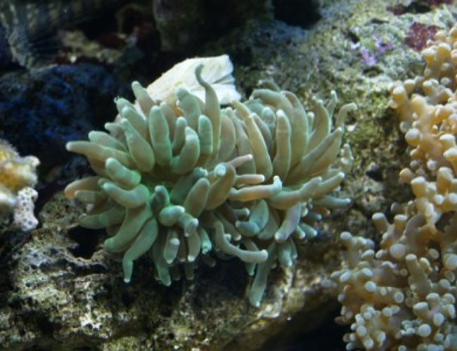 corals inverts - euphyllia glabrescens - torch coral stocking in 75 gallons tank - 8 corals inverts - euphyllia glabrescens - torch coral stocking in 75 gallons tank - 8