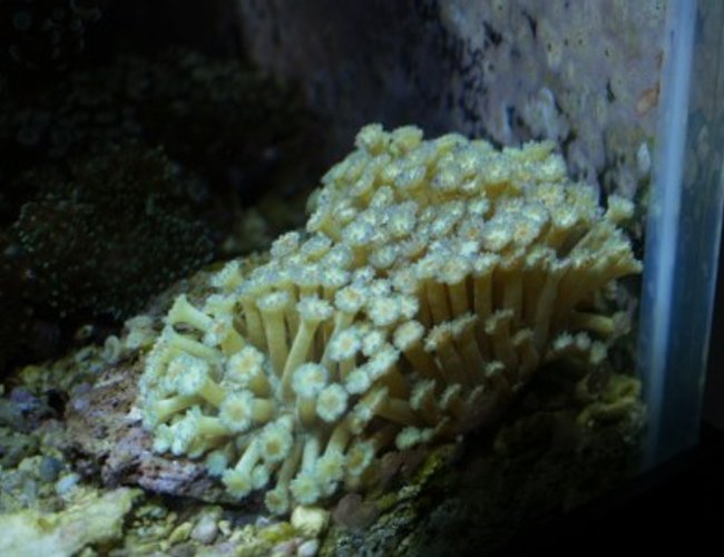 corals inverts - alveopora sp. - alveopora coral, branched stocking in 75 gallons tank - 19 corals inverts - alveopora sp. - alveopora coral, branched stocking in 75 gallons tank - 19