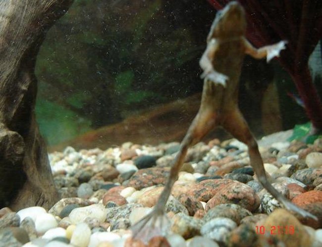corals inverts - hymenochirus boettgeri - african dwarf frog stocking in 30 gallons tank - my african dwaf froggie saying hello. he is only 2 inches long when he stretches. corals inverts - hymenochirus boettgeri - african dwarf frog stocking in 30 gallons tank - my african dwaf froggie saying hello. he is only 2 inches long when he stretches.