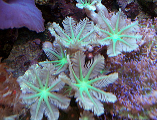 corals inverts - clavularia sp. - clove polyp stocking in 150 gallons tank - Green Cloves corals inverts - clavularia sp. - clove polyp stocking in 150 gallons tank - Green Cloves