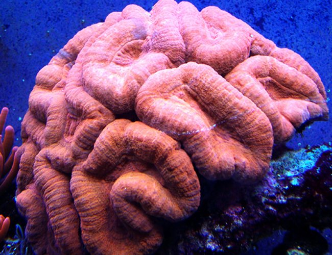 corals inverts - lobophyllia hemprichii - brain coral, lobophyllia stocking in 150 gallons tank - Reddish Orange Lobo corals inverts - lobophyllia hemprichii - brain coral, lobophyllia stocking in 150 gallons tank - Reddish Orange Lobo
