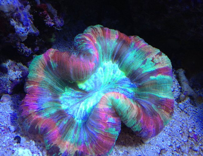 corals inverts - trachyphyllia radiata - wellso folded brain coral stocking in 65 gallons tank - Rainbow trachy corals inverts - trachyphyllia radiata - wellso folded brain coral stocking in 65 gallons tank - Rainbow trachy