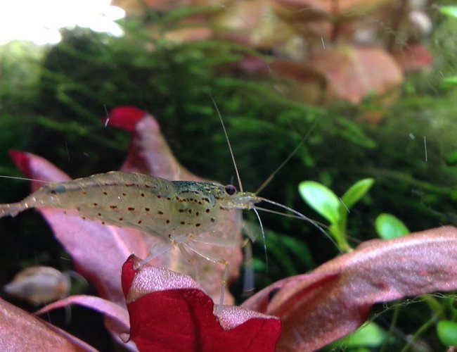 corals inverts - caridina japonica - japonica amano shrimp stocking in 20 gallons tank - Amano shrimp corals inverts - caridina japonica - japonica amano shrimp stocking in 20 gallons tank - Amano shrimp