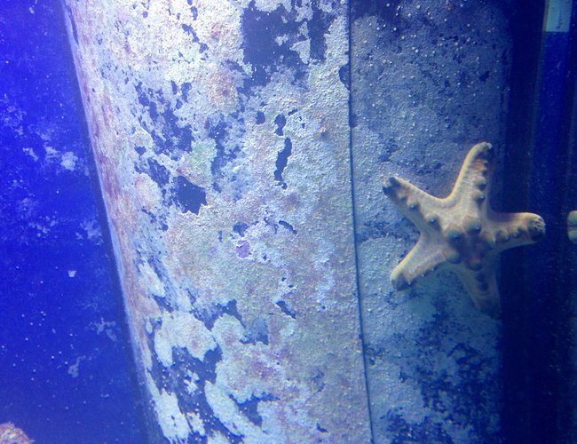 corals inverts - protoreastor nodosus - chocolate chip starfish stocking in 150 gallons tank - Chocolate Chip Star corals inverts - protoreastor nodosus - chocolate chip starfish stocking in 150 gallons tank - Chocolate Chip Star
